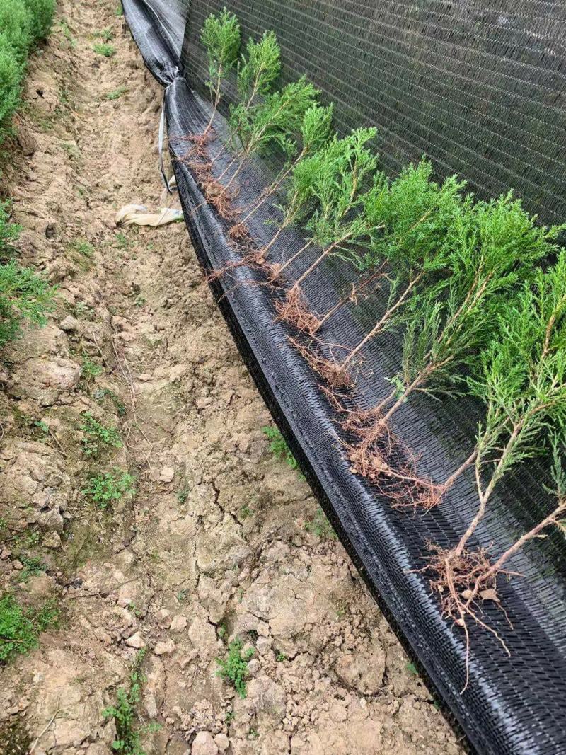 大！40公分塔柏苗蜀桧苗塔柏小苗安徽塔柏苗基地