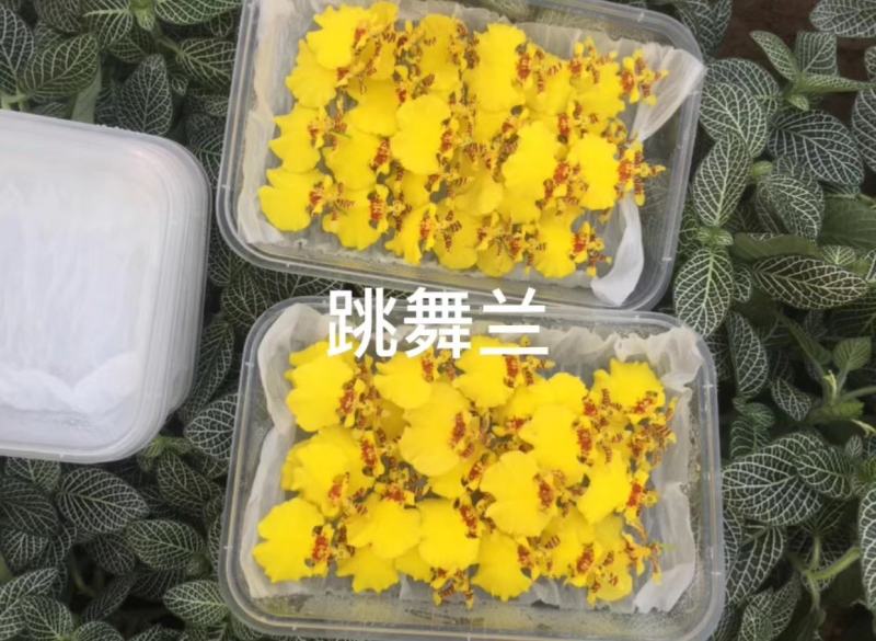 山东淄博三色堇及各种装饰花花草草