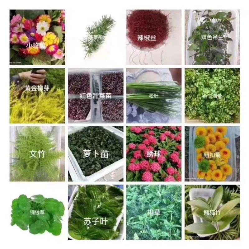 山东淄博三色堇及各种装饰花花草草