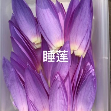 山东淄博三色堇及各种装饰花花草草