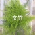 山东淄博三色堇及各种装饰花花草草