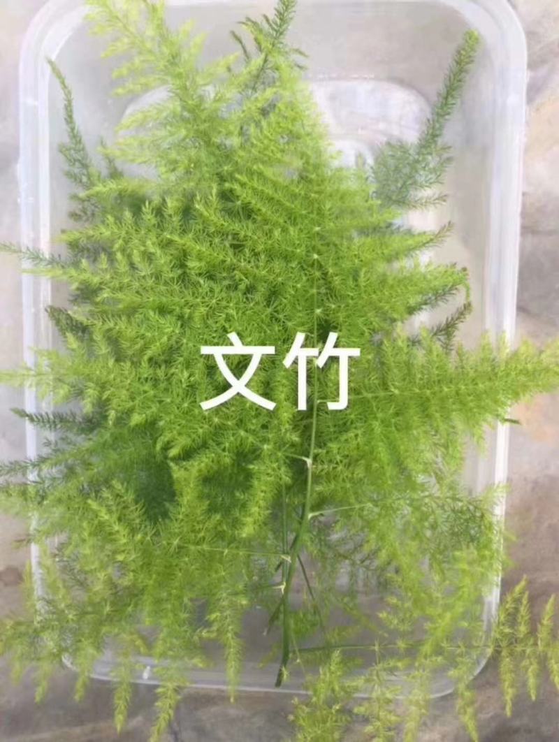 山东淄博三色堇及各种装饰花花草草