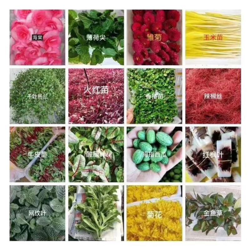 山东淄博三色堇及各种装饰花花草草