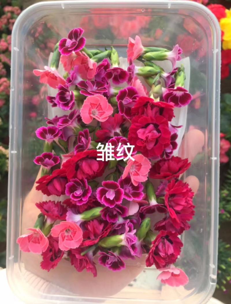 山东淄博三色堇及各种装饰花花草草