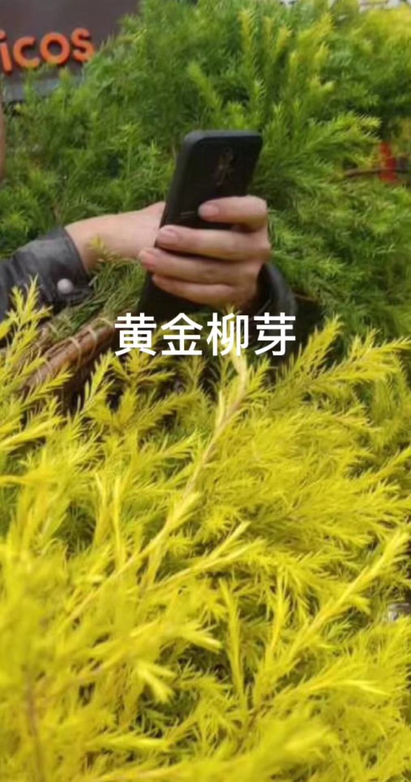 山东淄博三色堇及各种装饰花花草草