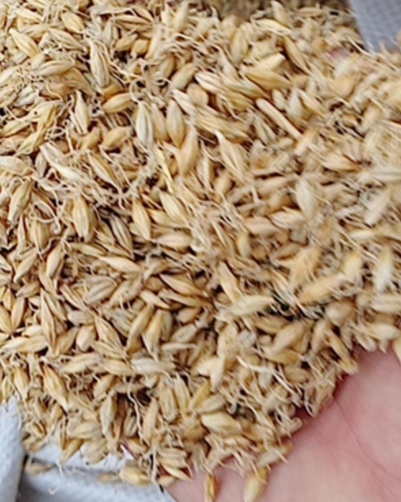 麦芽，常年批发供应各种规格药食同源麦芽，量大从优
