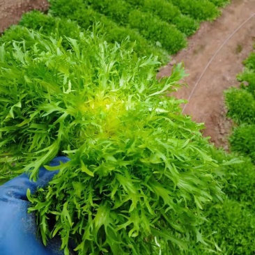 苦菊，苦菊，苦菊，滞销，滞销，需要滴老板联系
