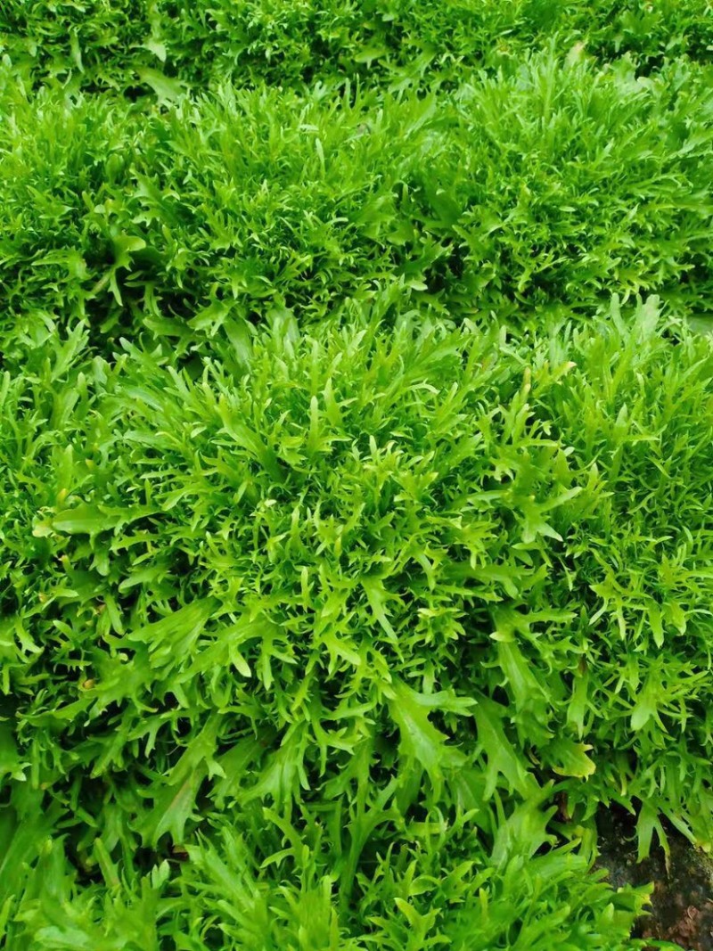苦菊，苦菊，苦菊，滞销，滞销，需要滴老板联系