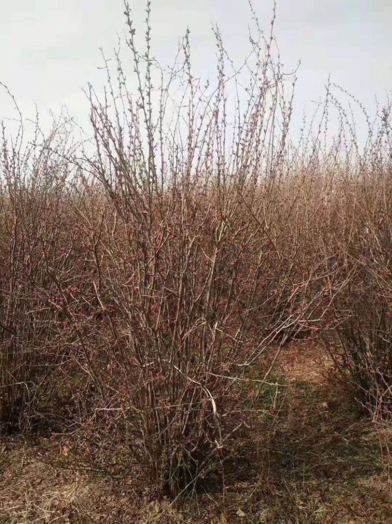 贴梗海棠，铁梗海棠，丛生贴梗海棠，丛生铁梗海棠