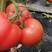大量优质西红柿上市，产地直销，地头价供货。