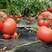 大量优质西红柿上市，产地直销，地头价供货。