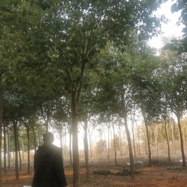 香樟树10-14公分大量有货
