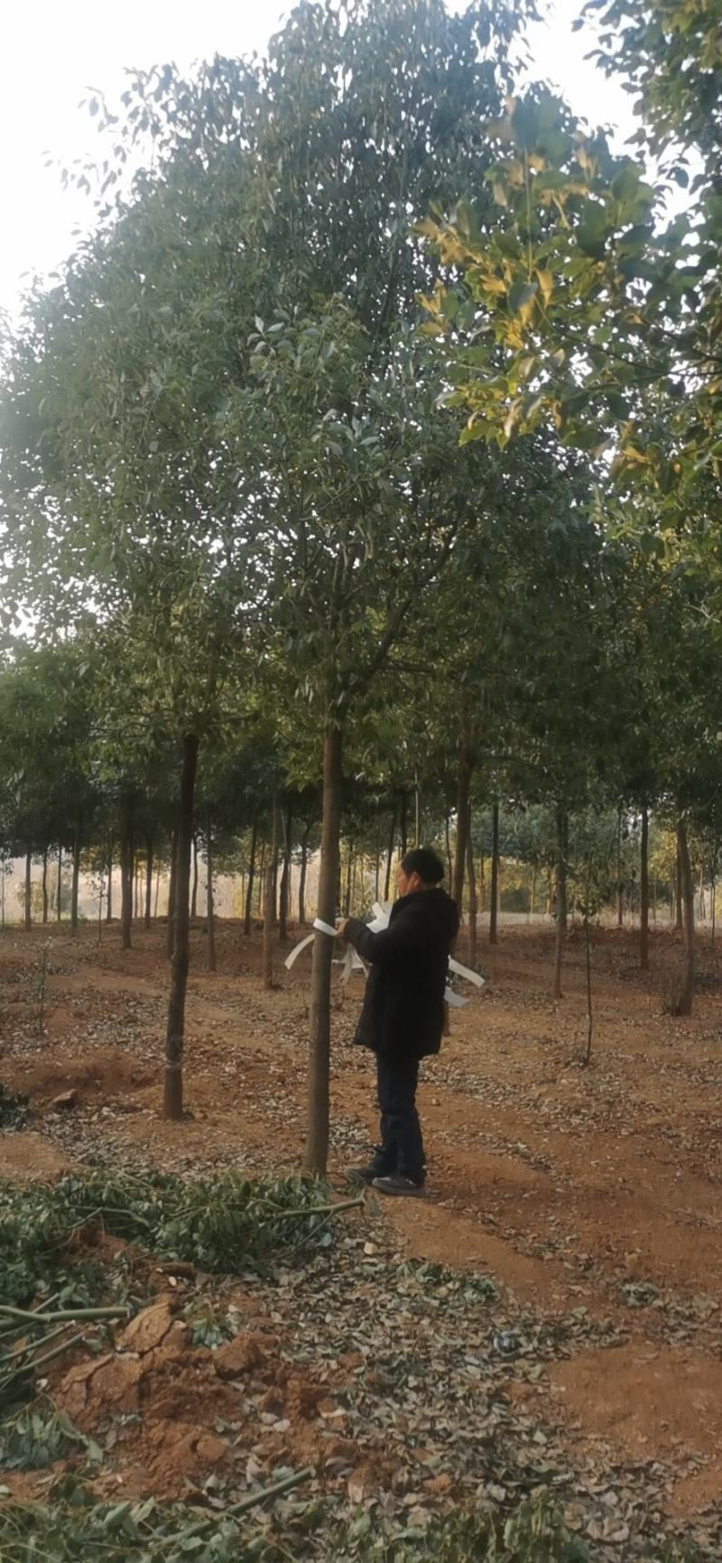 香樟树10-14公分大量有货