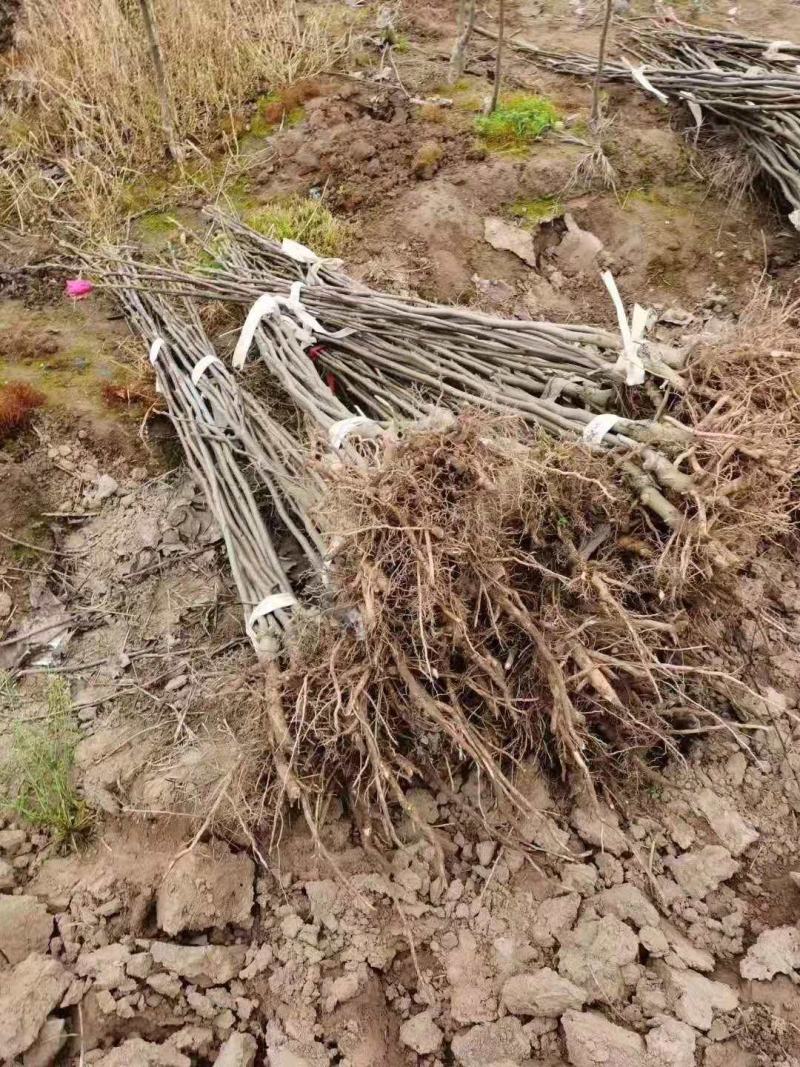 娇红一号玉兰苗成活率高【速生生长速度快】耐旱抗寒