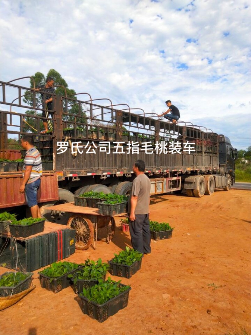 五指毛桃苗1000万现苗种植包回收长年供应大量收购