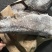 俄罗斯水鳕，东方一号