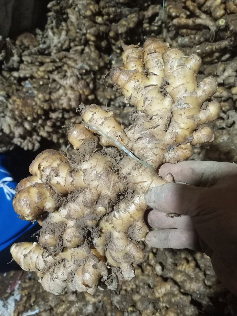 窖姜掉价了，需要的甩单过来