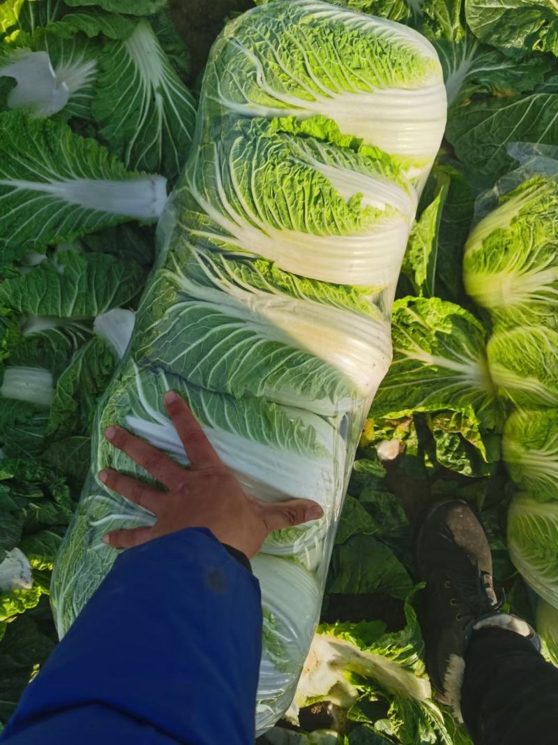 精品黄心大白菜大量上市，品质保证，协助找车。