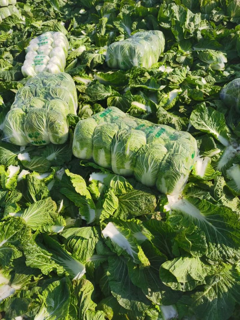 精品黄心大白菜大量上市，品质保证，协助找车。