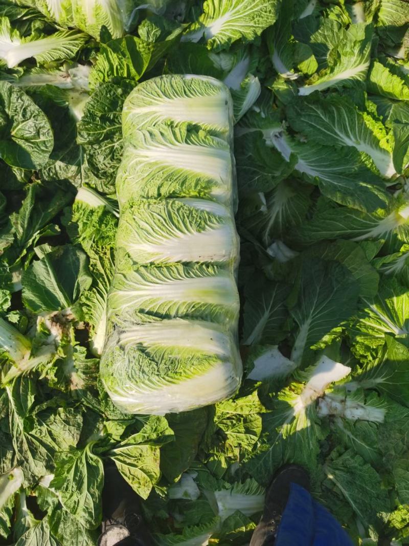 精品黄心大白菜大量上市，品质保证，协助找车。