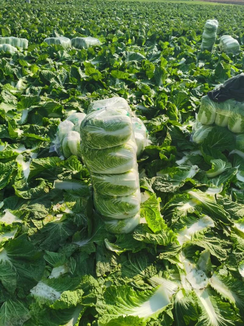 精品黄心大白菜大量上市，品质保证，协助找车。