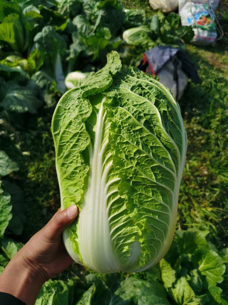 精品黄心大白菜大量上市，品质保证，协助找车。