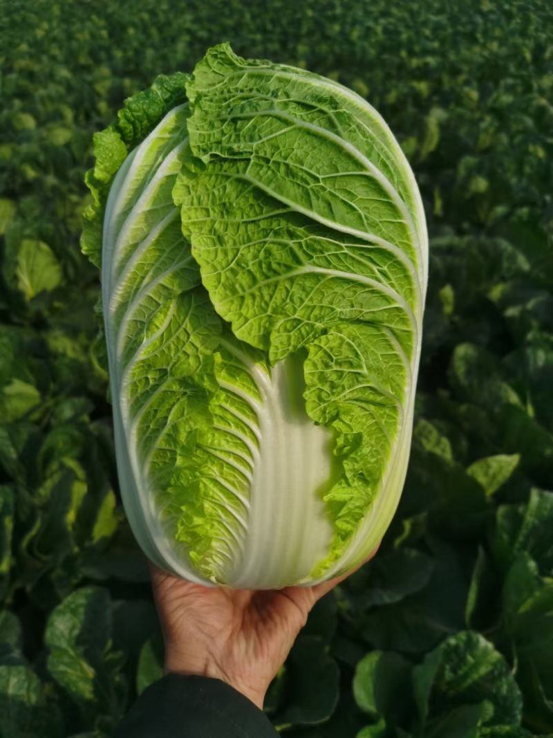 精品黄心大白菜大量上市，品质保证，协助找车。