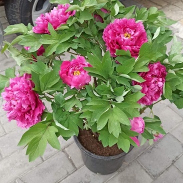 花卉盆景洛阳春节开花牡丹盆栽年宵礼品