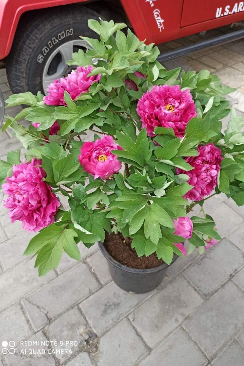 花卉盆景洛阳春节开花牡丹盆栽年宵礼品