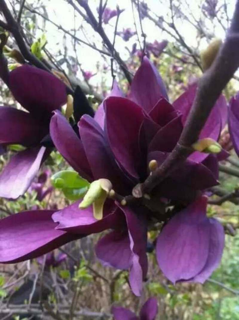 姣红一号，紫玉兰，花期一年2次春秋各一次，里外全红，艳丽