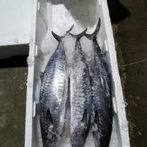 海水鱼类-潭门马鲛鱼批发尽在海南锦福益海
