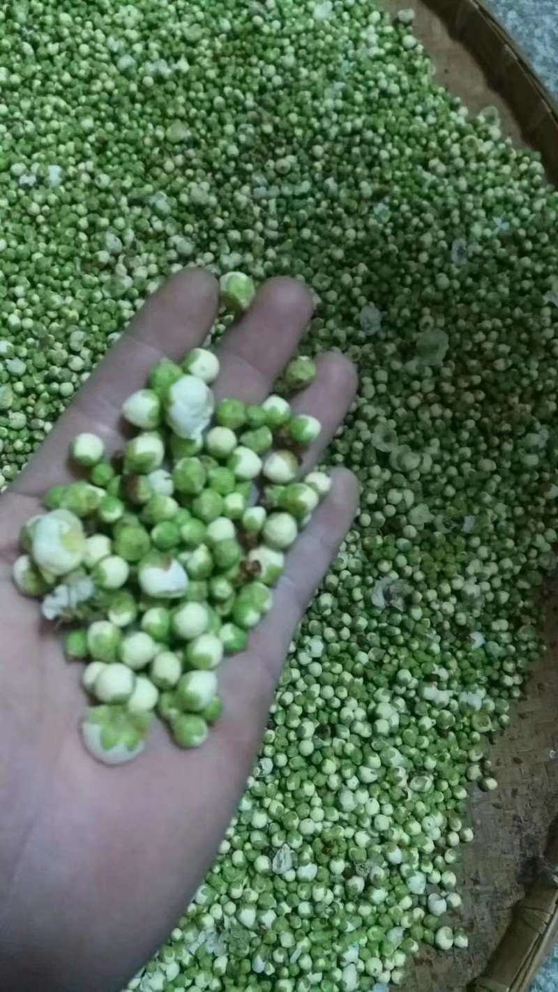 绿梅花/绿萼梅/黄山产地自产自销