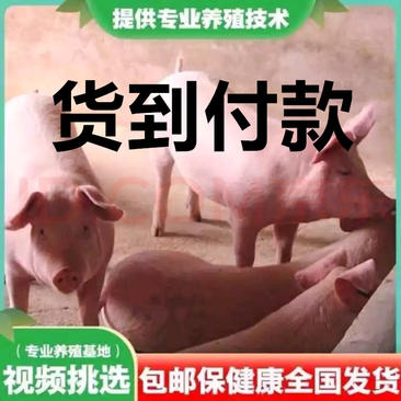 猪仔常年销售仔猪品种齐全包做预防证件齐全一手货源
