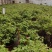 花卉盆景洛阳春节开花牡丹盆栽年宵礼品