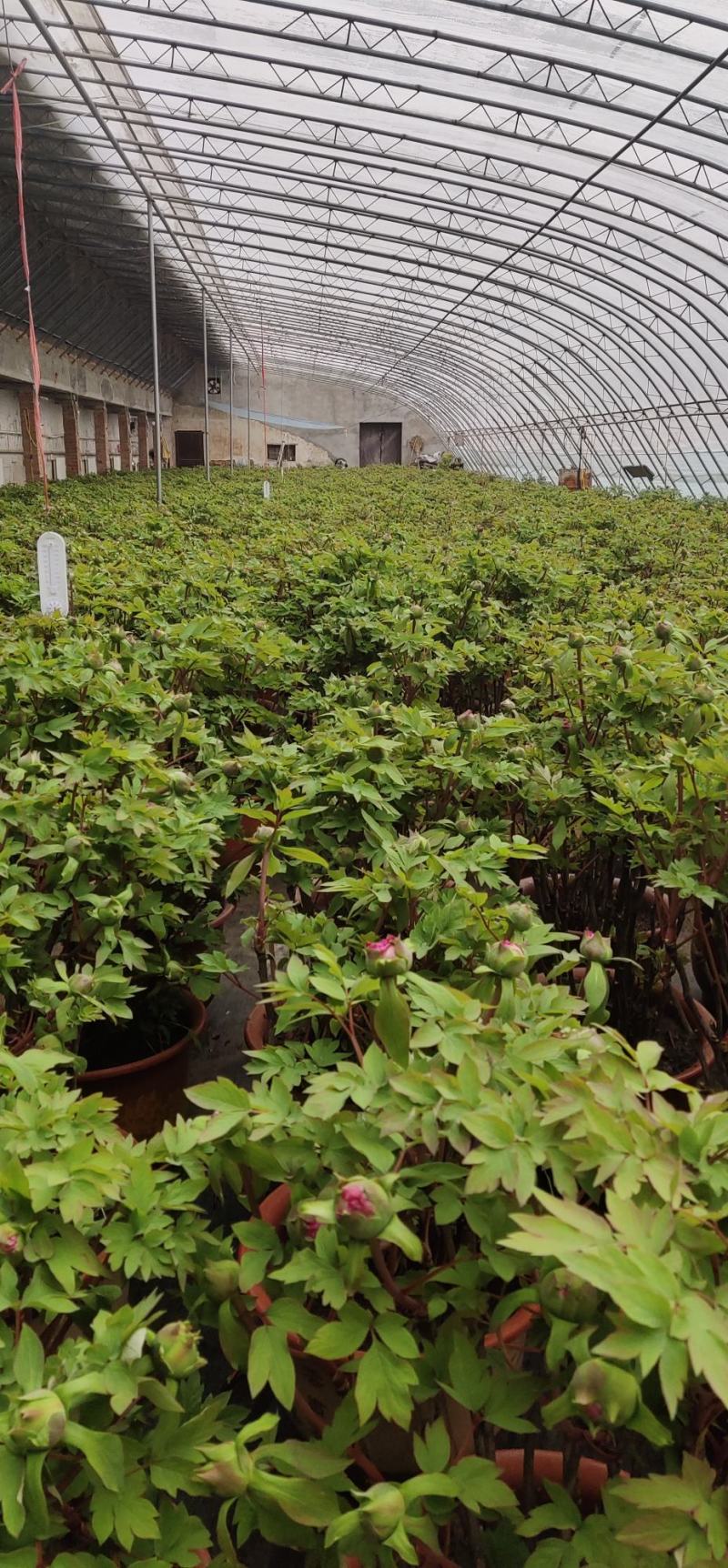 花卉盆景洛阳春节开花牡丹盆栽年宵礼品