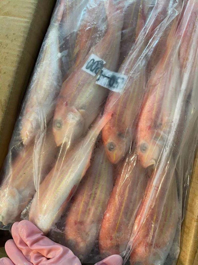 钓口红杉鱼-潭门产地直销尽在海南锦福益海实业有限公司