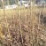 香椿苗，红油香椿，香椿树苗。苗高40~100厘米