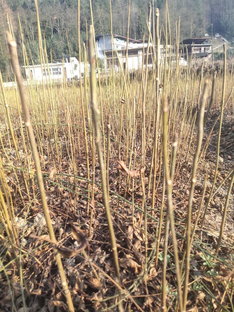 香椿苗，红油香椿，香椿树苗。苗高40~100厘米