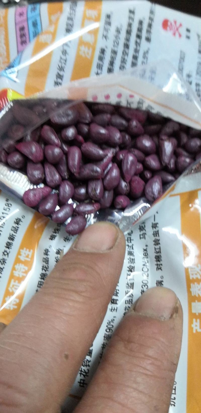 科抗棉1号大桃高产多抗优质抗虫棉花种子