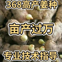 四川优质姜种产地直销亩产过万专业技术指导全国发货