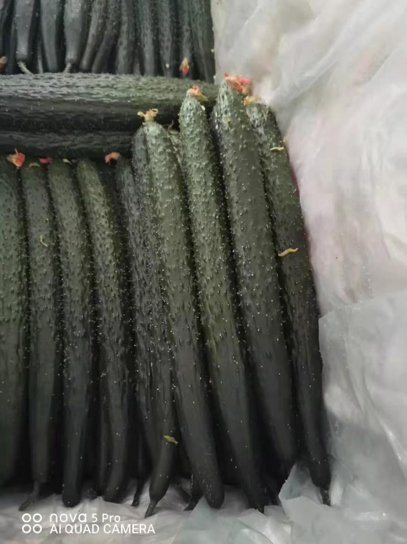 山东密刺黄瓜亮条黄瓜一手货源诚信经营可视频看货