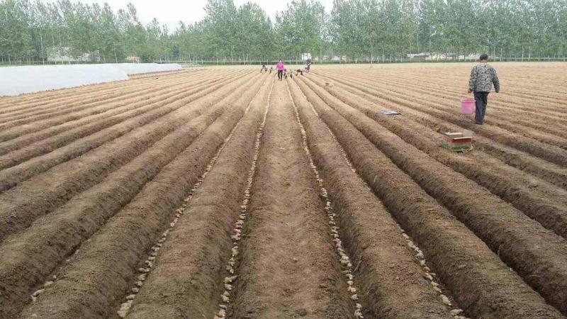 辽宁优质姜种产地直销亩产过万专业技术指导全国发货