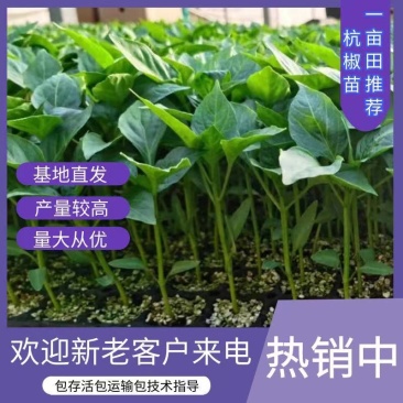 【精选辣椒苗】嫁接杭椒苗，产量高，基地直发，支持视频看货