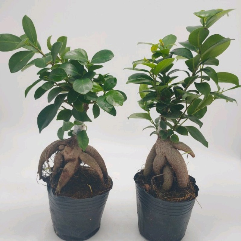 人参榕树地瓜榕盆景型榕树盆栽净化空气吸甲醛办公桌茶桌绿植