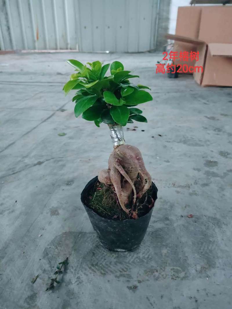 人参榕树地瓜榕盆景型榕树盆栽净化空气吸甲醛办公桌茶桌绿植