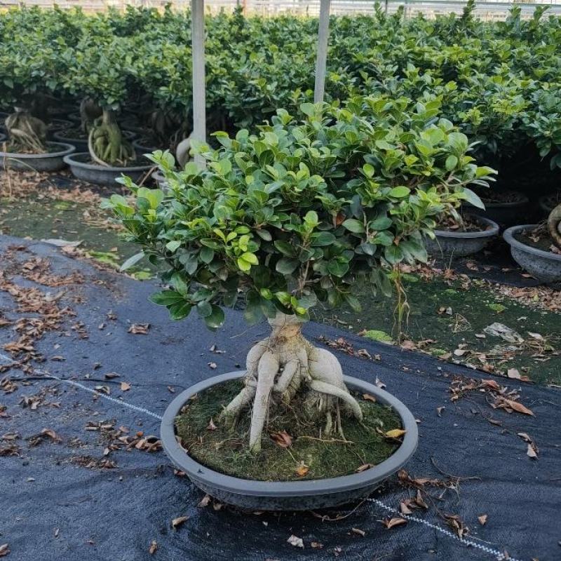 人参榕树地瓜榕盆景型榕树盆栽净化空气吸甲醛办公桌茶桌绿植