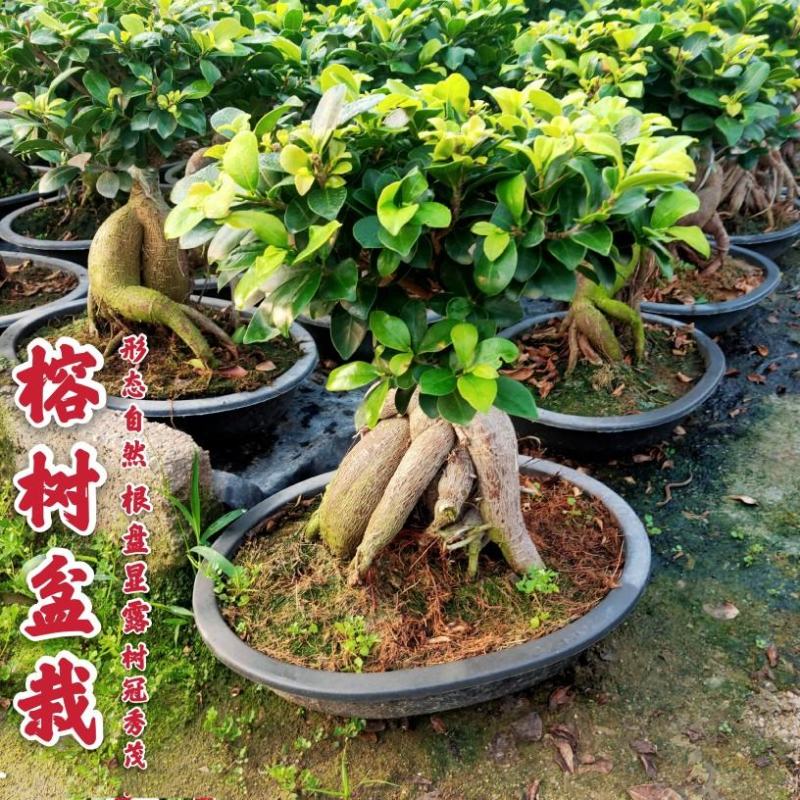 人参榕树地瓜榕盆景型榕树盆栽净化空气吸甲醛办公桌茶桌绿植