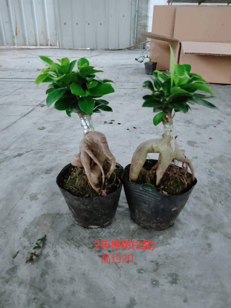人参榕树地瓜榕盆景型榕树盆栽净化空气吸甲醛办公桌茶桌绿植