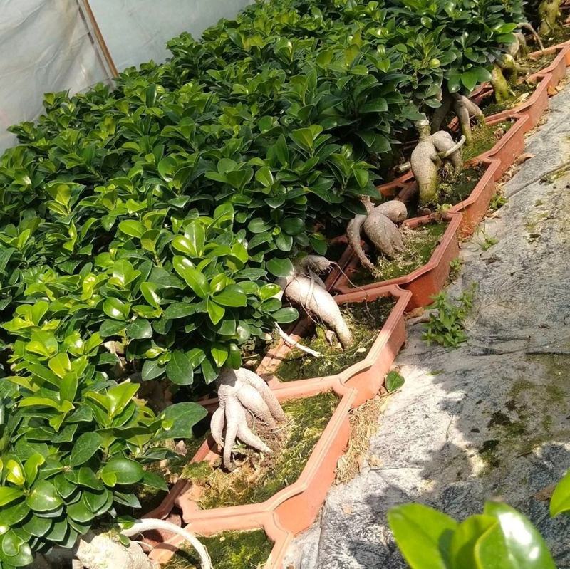 人参榕树地瓜榕盆景型榕树盆栽净化空气吸甲醛办公桌茶桌绿植