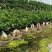 人参榕树地瓜榕盆景型榕树盆栽净化空气吸甲醛办公桌茶桌绿植
